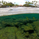 Coral bleaching? Blame fossil fuel companies for that.